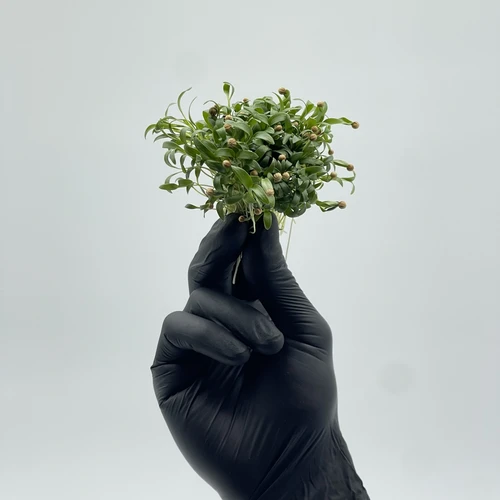 Кинза (кориандр)