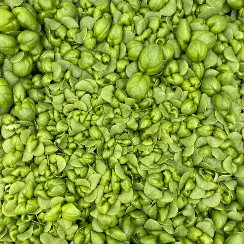 Базилик зеленый классический