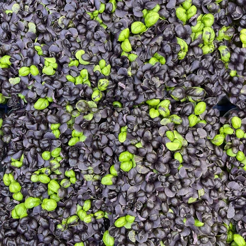 Базилик фиолетовый