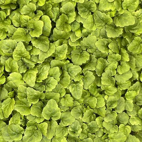 Мелисса цитрусовая