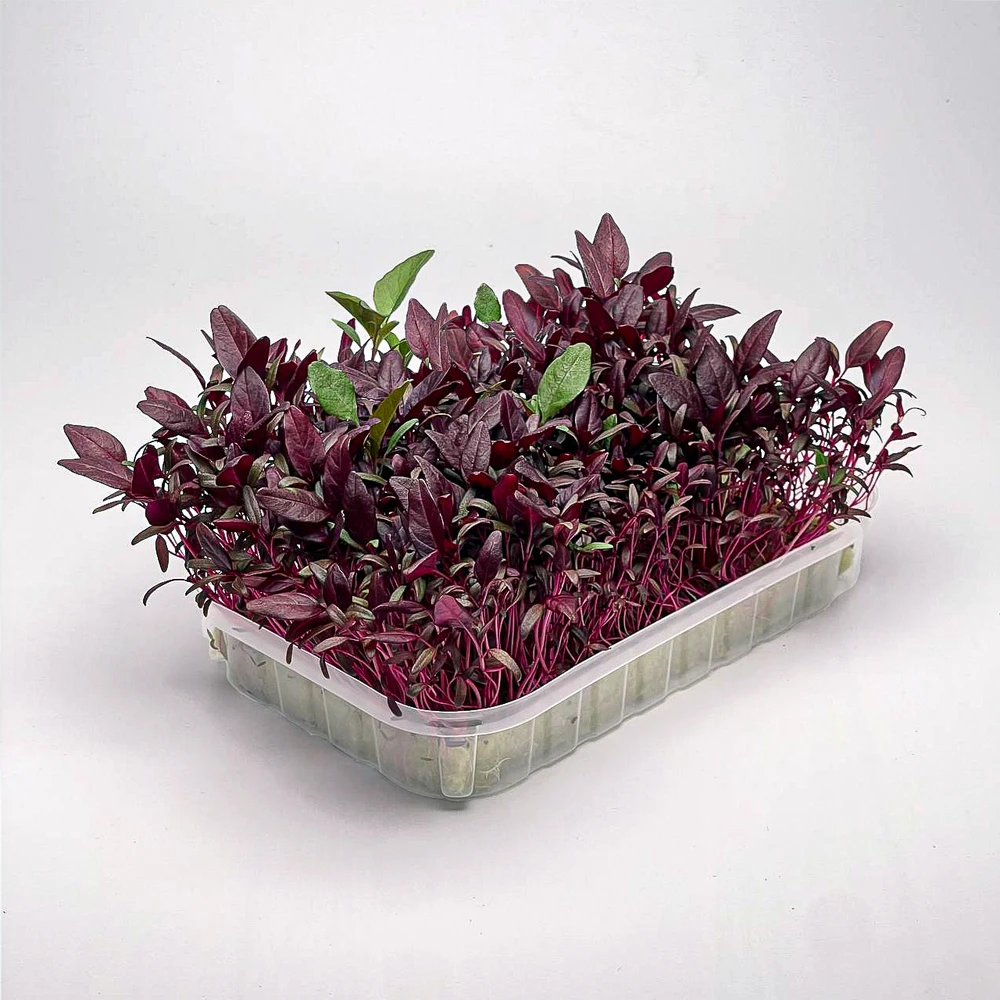 Амарант красный