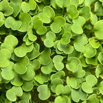 Рукола культурная