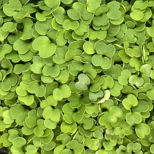 Рукола культурная