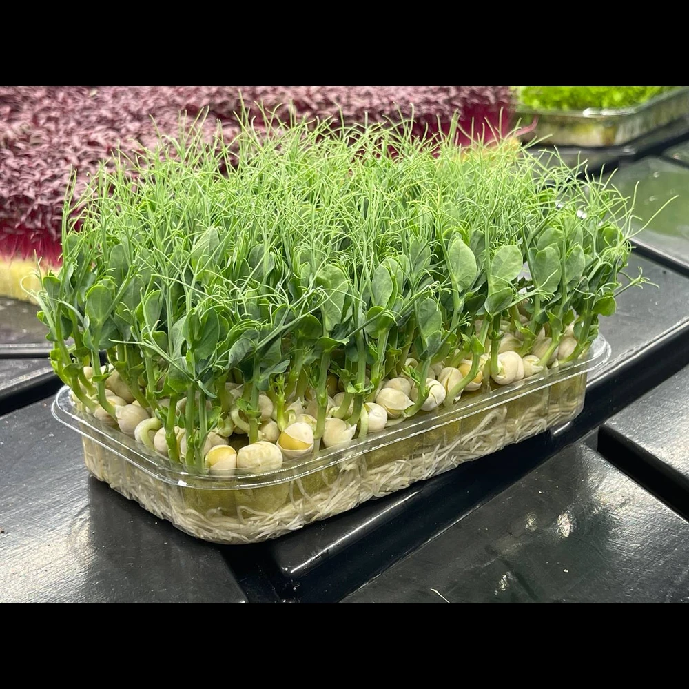 Горошек усатый