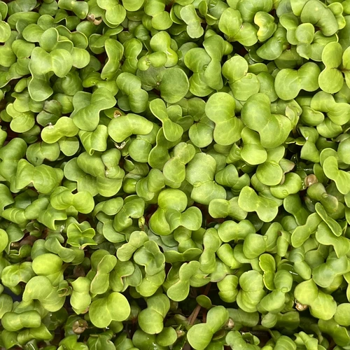 Редис Ред Корал