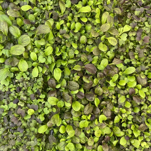 Капуста Пак чой