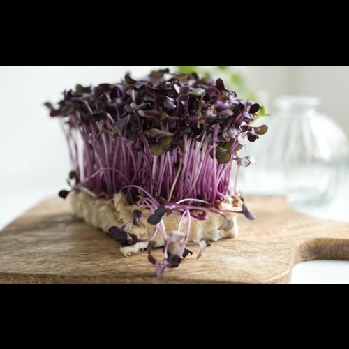 Редис Санго