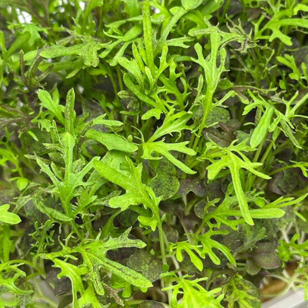 Мизуна красная