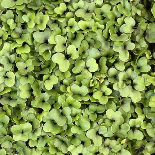 Капуста Кольраби