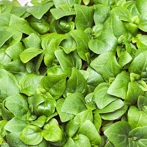 Беби базилик Палло Компатто