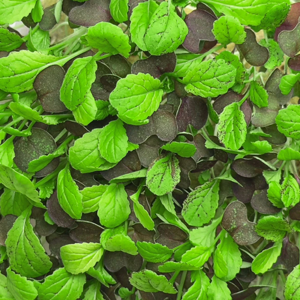 Горчица Red Lion