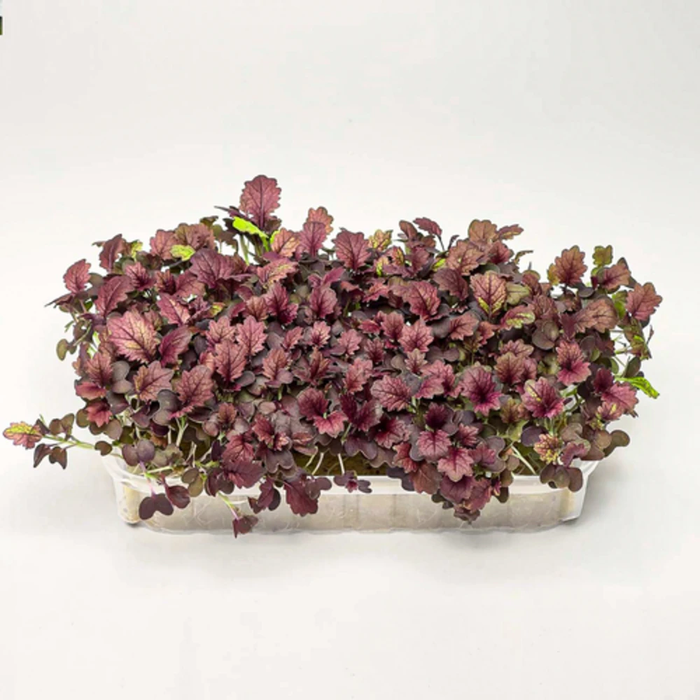 Горчица Red Carpet