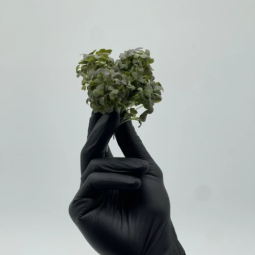 Мизуна красная