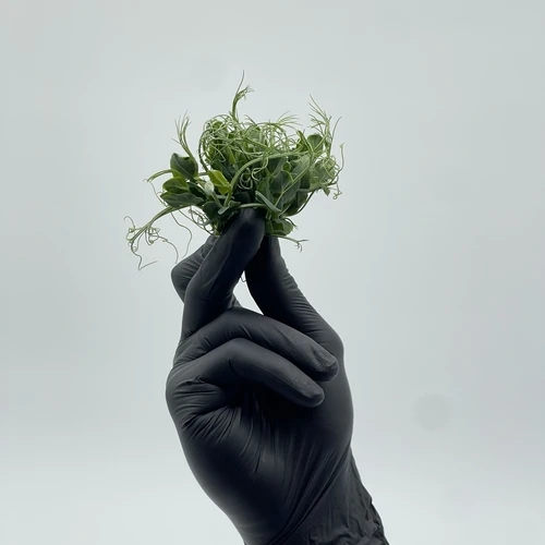 Горошек усатый