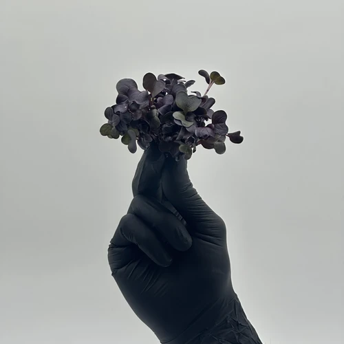 Дайкон Санго