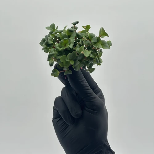 Дайкон Ред Корал